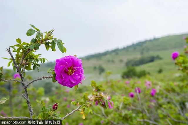 云端花海！这条国家级“最美乡村路”风景正美！